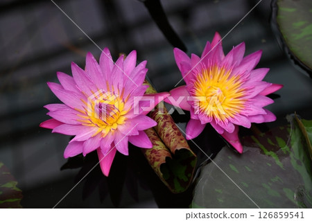Two tropical water lilies floating on the water 126859541
