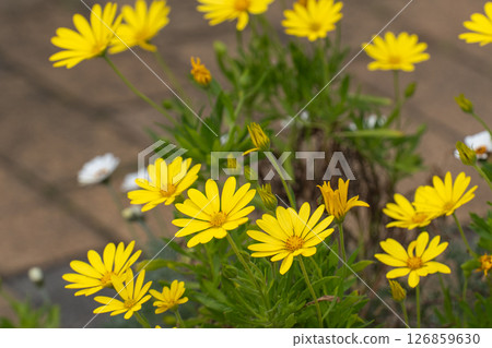 春天，骨子草花開得很燦爛 126859630