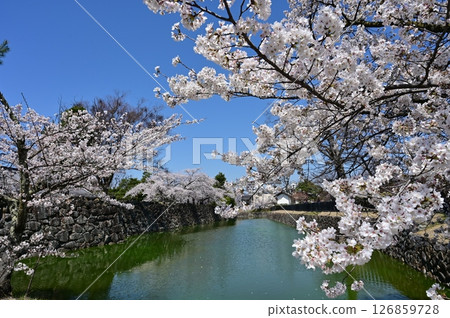 Cherry blossoms blooming near the Taikomon Gate of Matsumoto Castle Cherry blossoms blooming near the Taikomon Gate of Matsumoto Castle 126859728