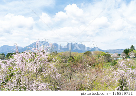 Forest and cherry trees on a beautiful spring day, "Nagayu Onsen Weeping Cherry Village," Taketa City, Oita Prefecture Forest and cherry trees on a beautiful spring day, "Nagayu Onsen Weeping Cherry Village," Taketa City, Oita Prefecture 126859731