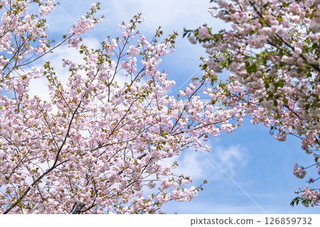 Beautiful spring day with blue skies and cherry blossoms in "Nagayu Onsen Weeping Cherry Village" in Taketa City, Oita Prefecture Beautiful spring day with blue skies and cherry blossoms in "Nagayu Onsen Weeping Cherry Village" in Taketa City, Oita Prefecture 126859732