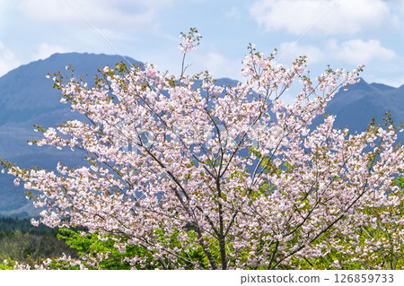 大分縣竹田市“長湯溫泉垂枝櫻花村”,春光明媚,櫻花盛開 大分縣竹田市“長湯溫泉垂枝櫻花村”,春光明媚,櫻花盛開 126859733