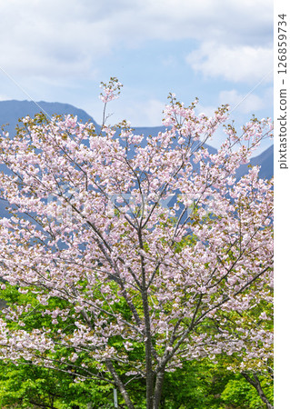 Cherry trees shining on a beautiful spring day, "Nagayu Onsen Weeping Cherry Village," Taketa City, Oita Prefecture Cherry trees shining on a beautiful spring day, "Nagayu Onsen Weeping Cherry Village," Taketa City, Oita Prefecture 126859734
