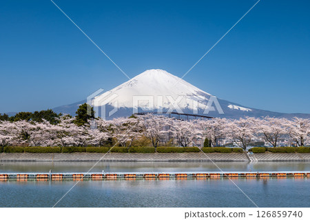 Mount Fuji, a lake and cherry blossoms in full bloom from Gotemba City, Shizuoka Prefecture 126859740