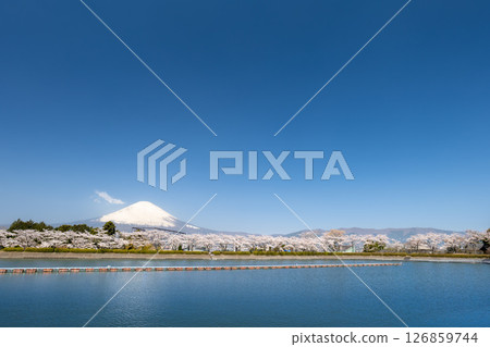 靜岡縣禦殿場市的富士山、湖泊和盛開的櫻花 126859744