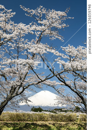 兩朵櫻花中間的富士山 兩朵櫻花中間的富士山 126859746