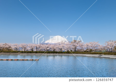 靜岡縣禦殿場市的富士山、湖泊和盛開的櫻花 126859747