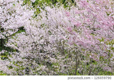 Cherry trees shining on a beautiful spring day, "Nagayu Onsen Weeping Cherry Village," Taketa City, Oita Prefecture 126859790