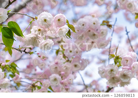 Cherry blossoms close-up "Roadside Station Nagayu Onsen scenery, Onsen Market" Taketa City, Oita Prefecture 126859813