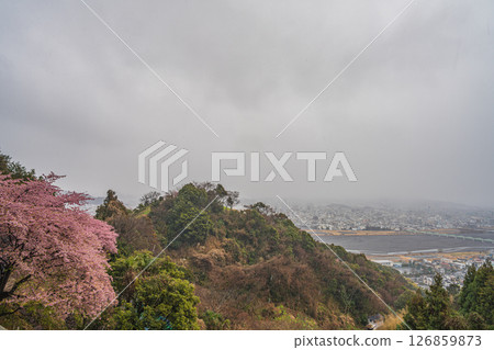從圓山花園欣賞靜岡市的街景，以及雪中盛開的河津櫻花（靜岡縣） 126859873