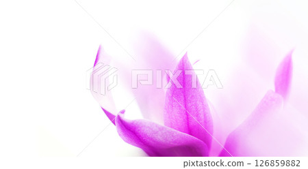 Soft focus macro of pink cyclamen petals on bright white background 126859882