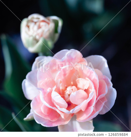 Close-up of blooming double tulip flower in soft pink and white shades in garden Close-up of blooming double tulip flower in soft pink and white shades in garden 126859884