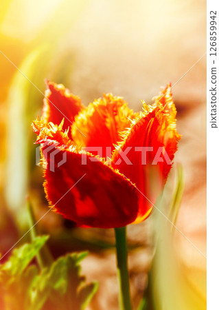 Close-up of red double tulip with yellow velvet edges on sunlit spring meadow Close-up of red double tulip with yellow velvet edges on sunlit spring meadow 126859942