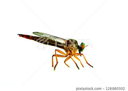 Closeup view of small Crane fly or Mosquito hawks or Mosquito eater. Closeup view of small Crane fly or Mosquito hawks or Mosquito eater. 126860302