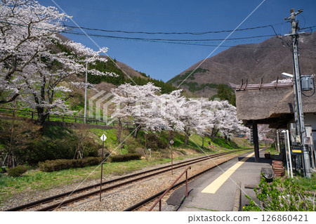 福島縣下鄉町湯野上溫泉站的春天，成排的櫻花樹盛開 126860421