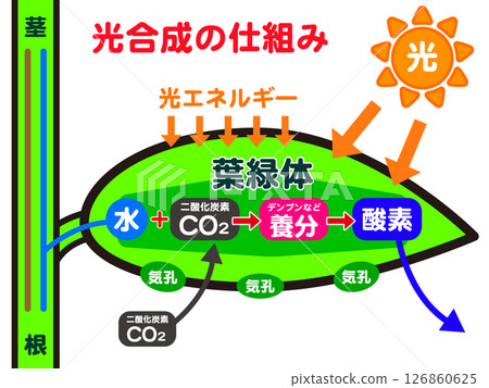 植物圖解及光合作用機制2 126860625
