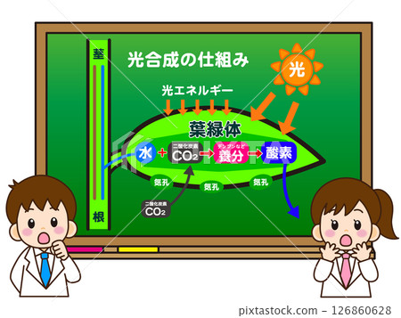 Illustration material of a boy and girl in a white coat thinking about the mechanism of photosynthesis on a blackboard 126860628