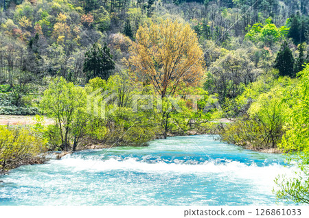 翠綠的溪流風景(山形縣) 翠綠的溪流風景(山形縣) 126861033