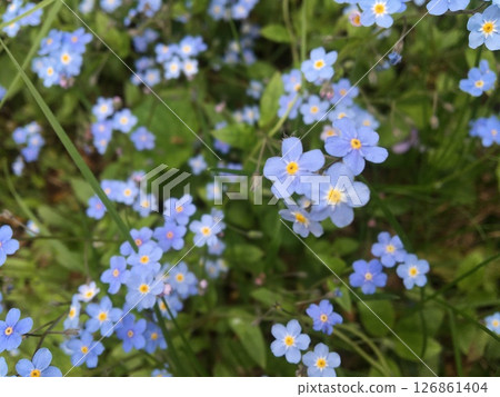 Forget-me-not blue flowers in full bloom on green background. Forget-me-not blue flowers in full bloom on green background. 126861404