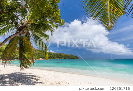 Serene tropical beach lined with lush palm trees. Anse Lazio, Praslin Serene tropical beach lined with lush palm trees. Anse Lazio, Praslin 126861716