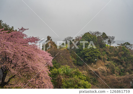 從靜岡市(靜岡縣)圓山花園看到的雪中盛開的河津櫻花 從靜岡市(靜岡縣)圓山花園看到的雪中盛開的河津櫻花 126861759