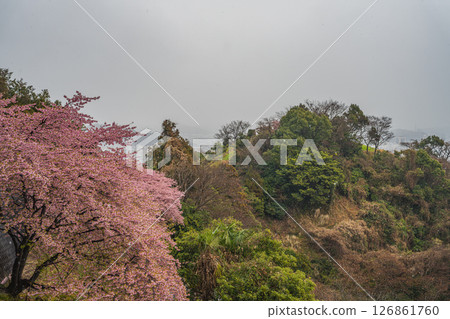 從靜岡市（靜岡縣）圓山花園看到的雪中盛開的河津櫻花 126861760