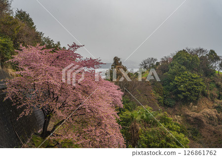 Kawazu cherry blossoms blooming in the snow as seen from Maruyama Flower Garden in Shizuoka City (Shizuoka Prefecture) 126861762