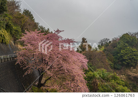 Kawazu cherry blossoms blooming in the snow as seen from Maruyama Flower Garden in Shizuoka City (Shizuoka Prefecture) 126861763