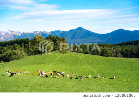 Cows grazing on a meadow and blue sky 126861863