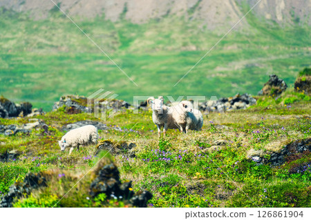 Family of sheep on green hill with wildflower, surrounded by mountain in rural scene Family of sheep on green hill with wildflower, surrounded by mountain in rural scene 126861904