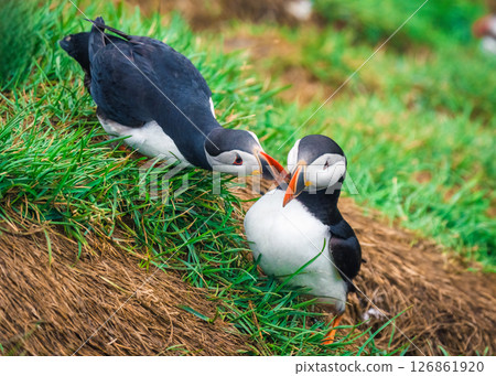 Couple Atlantic Puffin courting on green grass by nest during breeding season in summer at Iceland Couple Atlantic Puffin courting on green grass by nest during breeding season in summer at Iceland 126861920