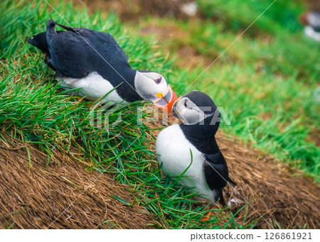 Couple Atlantic Puffin courting on green grass by nest during breeding season in summer at Iceland 126861921