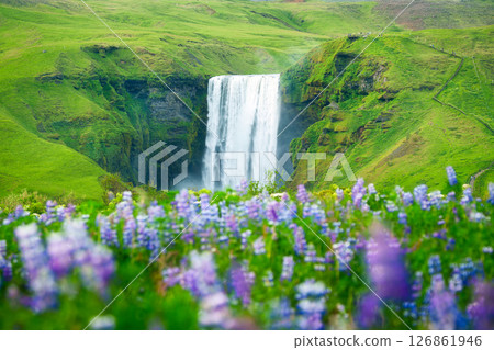Skogafoss waterfall flowing through lush mountain and purple lupine flower blooming at Iceland 126861946