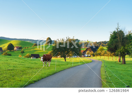 Rustic village with cow and lush green rolling hill in the morning at Switzerland 126861984