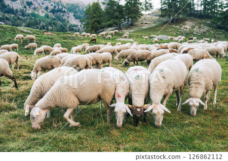 Flock of sheep grazing on hill in farmland Flock of sheep grazing on hill in farmland 126862112