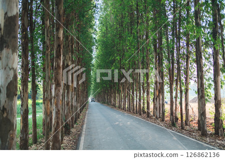 Scenic Eucalyptus road tunnel with lush green canopy 126862136
