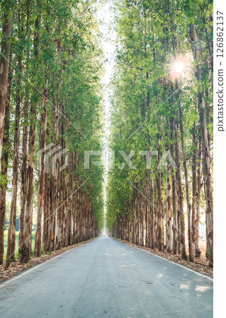 Scenic Eucalyptus road tunnel with lush green canopy 126862137