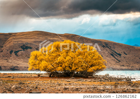 Golden yellow leaves of Willow Tree growing by the lake and dry mountain background in autumn Golden yellow leaves of Willow Tree growing by the lake and dry mountain background in autumn 126862162