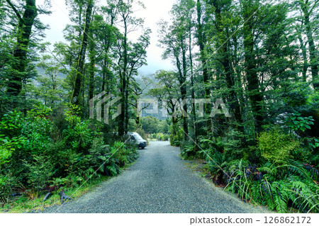 Scenic gravel road surrounded by lush rainforest in campsite 126862172