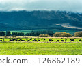 Herd of cows grazing in green pasture and mountain with cloudy sky in countryside 126862189