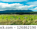 Flock of sheep grazing on lush pasture hill in countryside at New Zealand 126862190