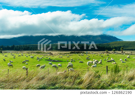 Flock of sheep grazing on lush pasture hill in countryside at New Zealand 126862190