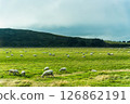 Flock of sheep grazing on lush pasture hill in countryside at New Zealand 126862191