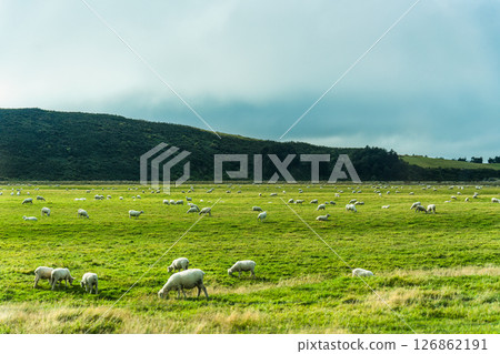 Flock of sheep grazing on lush pasture hill in countryside at New Zealand Flock of sheep grazing on lush pasture hill in countryside at New Zealand 126862191