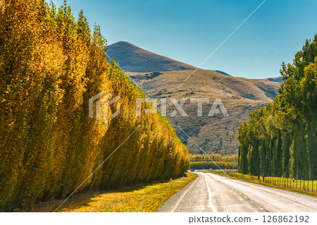 Scenic rural road trip with mountain and yellow tree during autumn at New Zealand Scenic rural road trip with mountain and yellow tree during autumn at New Zealand 126862192