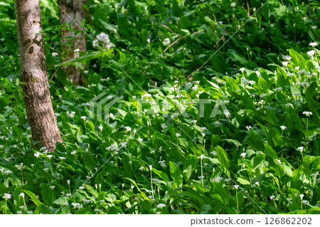 Wild Garlic Forest Green Leaves Flowers 126862202