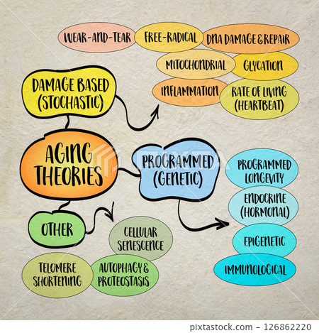 Classification of the main theories of aging, infographics sketch. Classification of the main theories of aging, infographics sketch. 126862220