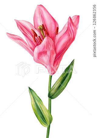 Pink Lily Flower Stem Watercolor Botanical Illustration, Hand Painted Floral Clipart, Isolated Elegant Blossom with Green Leaves Pink Lily Flower Stem Watercolor Botanical Illustration, Hand Painted Floral Clipart, Isolated Elegant Blossom with Green Leaves 126862356