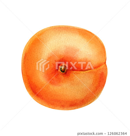Watercolor apricot fruit isolated on white background, hand painted ripe apricot organic summer fruit, botanical food illustration 126862364