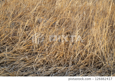 winter background of dry grass in a wetland 126862417
